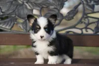 Lady, a female Cardigan Welsh Corgi and Pembroke Welsh Corgi for sale in Berea, KY – Photo 4 of 4