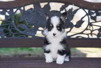 Lady, a female Cardigan Welsh Corgi and Pembroke Welsh Corgi for sale in Berea, KY – Photo 2 of 4