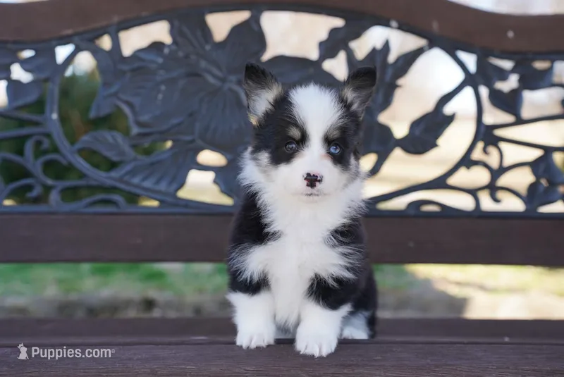 Lady – Cardigan Welsh Corgi, Pembroke Welsh Corgi puppy for sale in Berea, KY