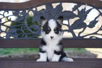 Lady, a female Cardigan Welsh Corgi and Pembroke Welsh Corgi for sale in Berea, KY – Photo 3 of 4