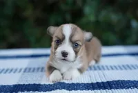 Male 2-FLUFFY COAT, a male Pembroke Welsh Corgi for sale in Berea, KY – 4 of 4