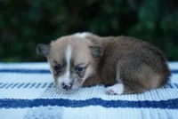 Female 1, a female Pembroke Welsh Corgi for sale in Berea, KY – 3 of 4