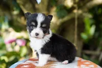Cove-Fluffy Coat, a male Pembroke Welsh Corgi for sale in Berea, KY – 3 of 3