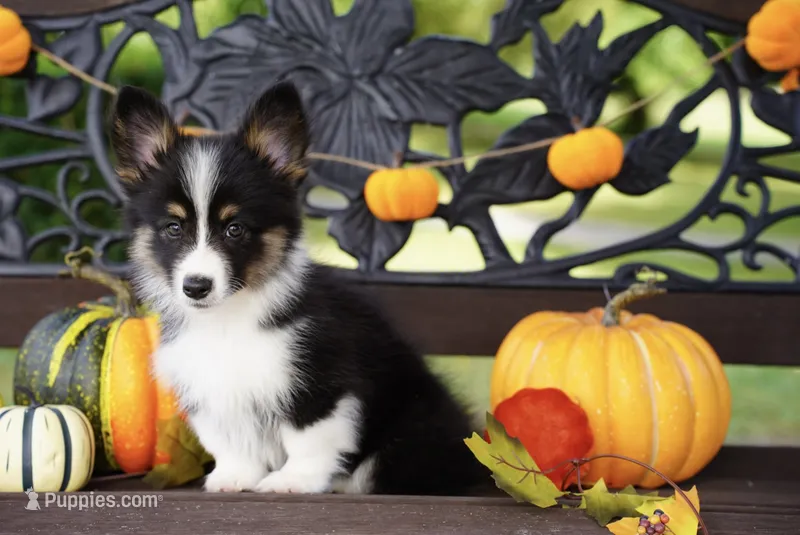 Pearl-Fluffy Coat – Pembroke Welsh Corgi puppy for sale in Berea, KY