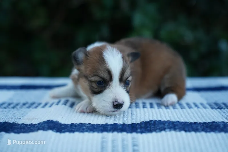 Female 2-FLUFFY COAT – Pembroke Welsh Corgi puppy for sale in Berea, KY