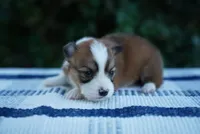Female 2-FLUFFY COAT, a female Pembroke Welsh Corgi for sale in Berea, KY – 1 of 4