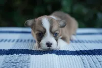 Male 2-FLUFFY COAT, a male Pembroke Welsh Corgi for sale in Berea, KY – 2 of 4