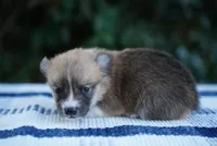 Male 1, a male Pembroke Welsh Corgi for sale in Berea, KY – 2 of 3