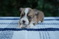 Male 2-FLUFFY COAT, a male Pembroke Welsh Corgi for sale in Berea, KY – 3 of 4