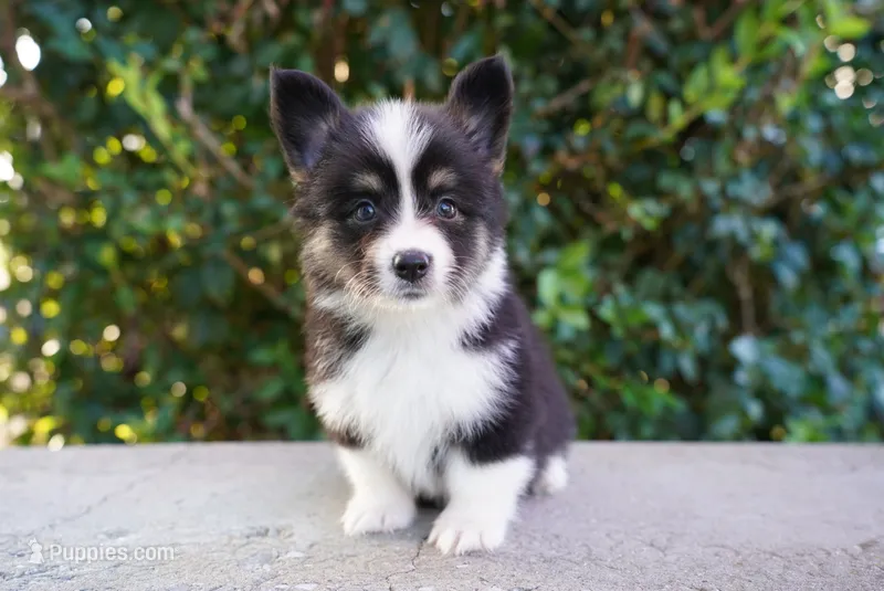 Pearl-Fluffy Coat – Pembroke Welsh Corgi puppy for sale in Berea, KY