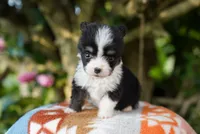 Cove-Fluffy Coat, a male Pembroke Welsh Corgi for sale in Berea, KY – 2 of 3