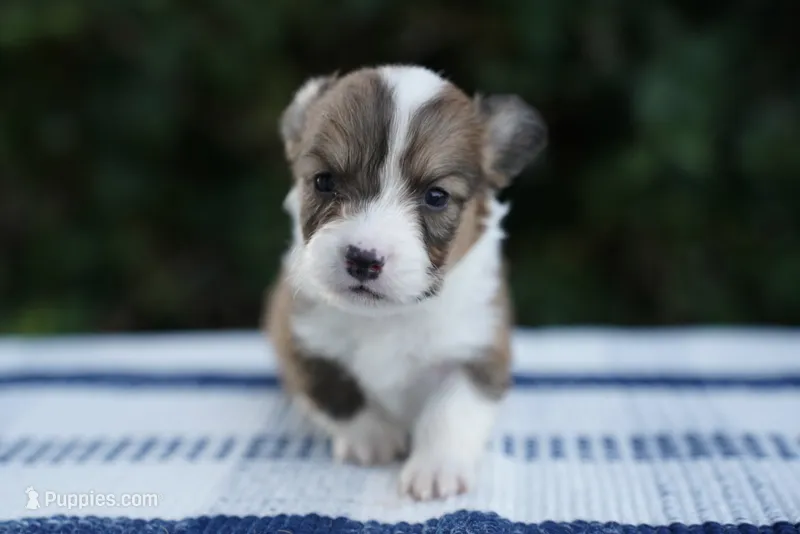 Male 3-FLUFFY COAT – Pembroke Welsh Corgi puppy for sale in Berea, KY