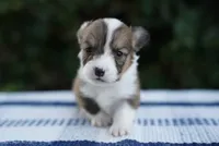 Male 3-FLUFFY COAT, a male Pembroke Welsh Corgi for sale in Berea, KY – 1 of 5