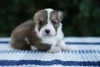 Male 3-FLUFFY COAT, a male Pembroke Welsh Corgi for sale in Berea, KY – 5 of 5