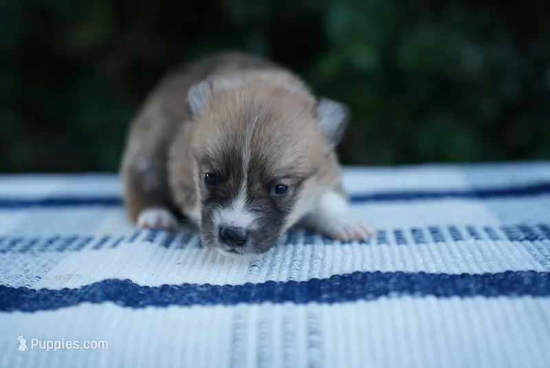 Male 1 – Pembroke Welsh Corgi puppy for sale in Berea, KY
