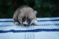 Male 1, a male Pembroke Welsh Corgi for sale in Berea, KY – 1 of 3
