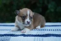 Female 1, a female Pembroke Welsh Corgi for sale in Berea, KY – 2 of 4