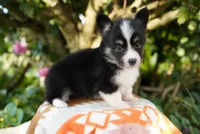 Pearl-Fluffy Coat, a female Pembroke Welsh Corgi for sale in Berea, KY – 2 of 2