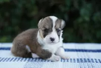 Male 3-FLUFFY COAT, a male Pembroke Welsh Corgi for sale in Berea, KY – 3 of 5