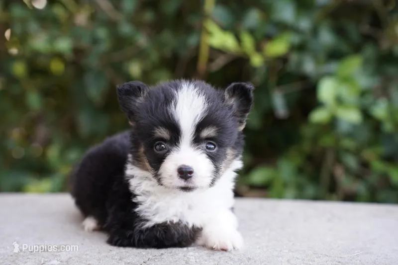 Cove-Fluffy Coat – Pembroke Welsh Corgi puppy for sale in Berea, KY