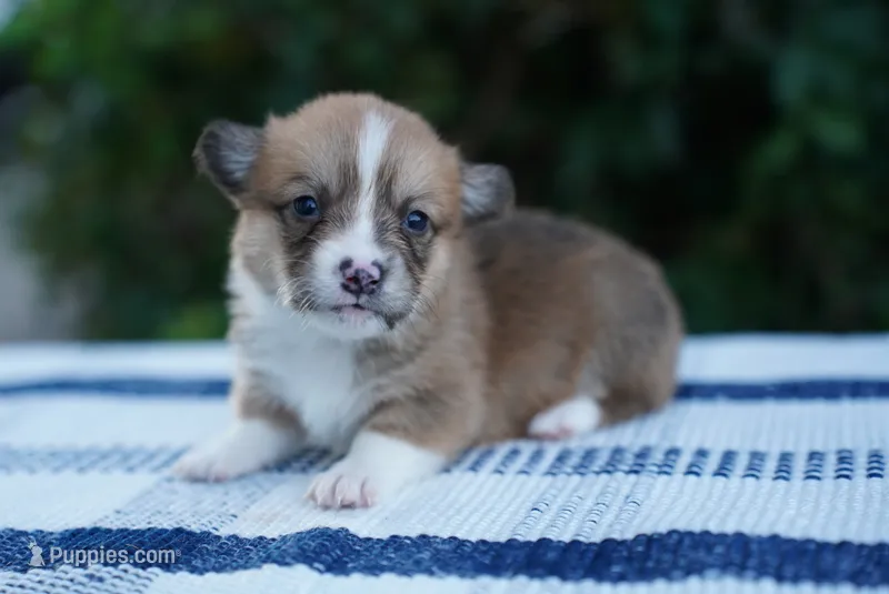 Female 1 – Pembroke Welsh Corgi puppy for sale in Berea, KY