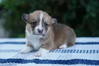 Female 1, a female Pembroke Welsh Corgi for sale in Berea, KY – 1 of 4