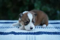 Female 2-FLUFFY COAT, a female Pembroke Welsh Corgi for sale in Berea, KY – 3 of 4