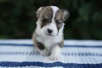 Male 3-FLUFFY COAT, a male Pembroke Welsh Corgi for sale in Berea, KY – 2 of 5