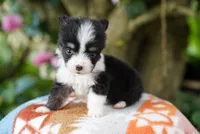 Cove-Fluffy Coat, a male Pembroke Welsh Corgi for sale in Berea, KY – 1 of 3