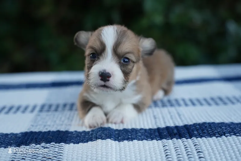 Male 2-FLUFFY COAT – Pembroke Welsh Corgi puppy for sale in Berea, KY