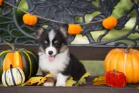 Cove-Fluffy Coat, a male Pembroke Welsh Corgi for sale in Berea, KY – 2 of 5