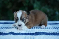 Female 2-FLUFFY COAT, a female Pembroke Welsh Corgi for sale in Berea, KY – 4 of 4