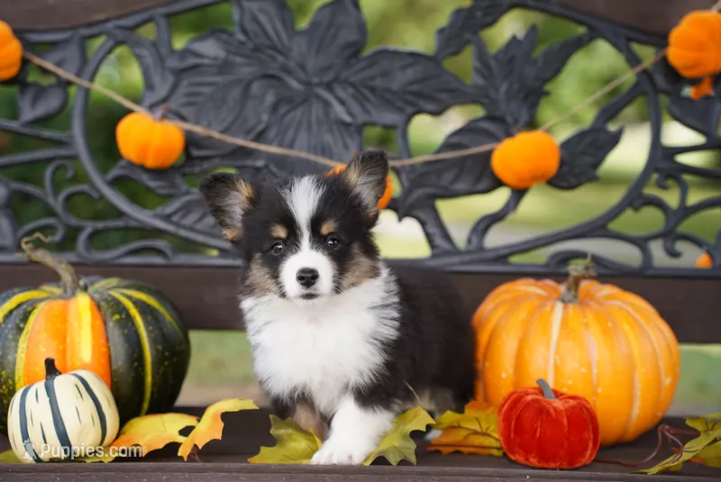 Cove-Fluffy Coat – Pembroke Welsh Corgi puppy for sale in Berea, KY