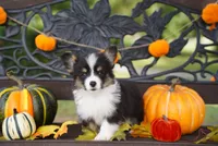 Cove-Fluffy Coat, a male Pembroke Welsh Corgi for sale in Berea, KY – 1 of 5