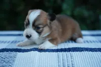 Female 2-FLUFFY COAT, a female Pembroke Welsh Corgi for sale in Berea, KY – 2 of 4