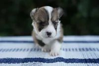 Male 3-FLUFFY COAT, a male Pembroke Welsh Corgi for sale in Berea, KY – 4 of 5