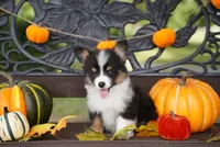 Cove-Fluffy Coat, a male Pembroke Welsh Corgi for sale in Berea, KY – 5 of 5