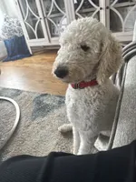 Kobe, a male Goldendoodle for sale in Bethlehem, GA – 4 of 4