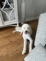 Kobe, a male Goldendoodle for sale in Bethlehem, GA – 3 of 4