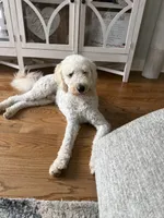 Kobe, a male Goldendoodle for sale in Bethlehem, GA – 2 of 4