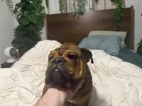 Charlie, a male English Bulldog for sale in Parker, CO – 2 of 3