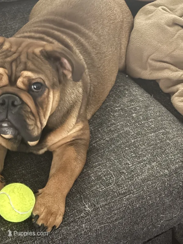 Charlie – English Bulldog puppy for sale in Parker, CO