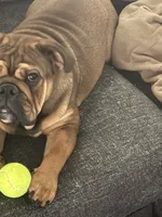 Charlie, a male English Bulldog for sale in Parker, CO – 1 of 3