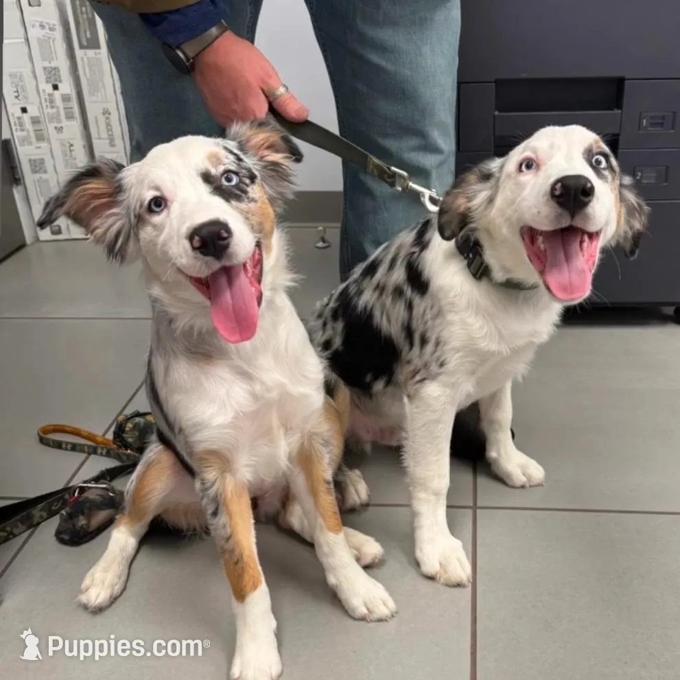 Cruise, a male Australian Shepherd for sale in Thompson's Station, TN – Photo 3 of 10