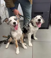 Bella, a female Australian Shepherd for sale in Thompson's Station, TN – Photo 5 of 9
