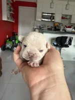 Snow, a female French Bulldog for sale in Miami, FL – 2 of 4