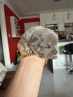Blueprint , a male French Bulldog for sale in Miami, FL – 2 of 6