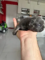 Mouse, a male French Bulldog for sale in Miami, FL – 3 of 5