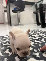 Snow, a female French Bulldog for sale in Miami, FL – 4 of 7
