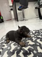 Batman, a male French Bulldog for sale in Miami, FL – 5 of 7